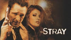 The Stray — foto 3