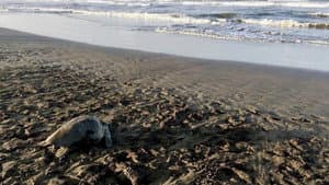 La vie secrète d'un nid de tortues marines — foto 1