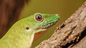 Madagascar's Weirdest — foto 7