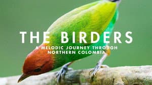 The Birders — foto 1
