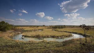Okavango: El Alma Africana — foto 6