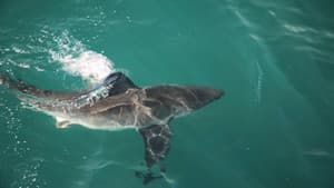 Shark Eat Shark — foto 2