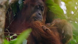 Orangutan — foto 3