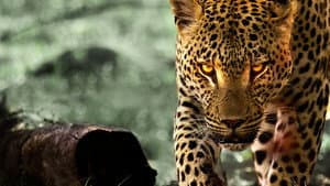 La vida entre leopardos — foto 2