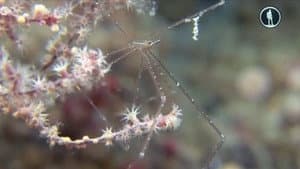 The Secret World of Crustaceans — foto 1