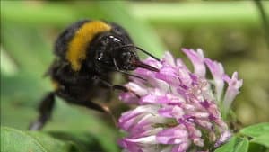 Hummeln - Bienen im Pelz — foto 1