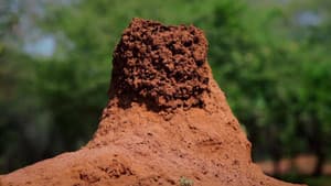 Termites: The Inner Sanctum — foto 1