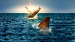 Shark Vs. Whale — foto 1