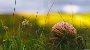 Climat : Mon cerveau fait l'autruche — foto 5