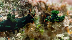 The Mating Game — foto 4