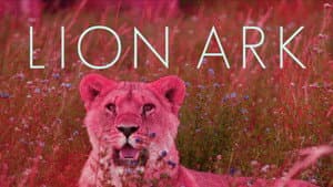 Lion Ark — foto 2