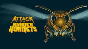 Attack of the Murder Hornets — foto 3