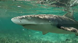 La vie secrète des requins citron — foto 1