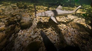 Tiburones bebé — foto 7