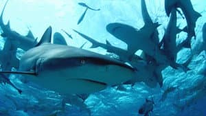 Diving with Sharks: The Ultimate Guide — foto 1
