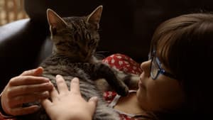 Cat Stories — foto 3