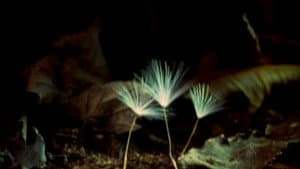 The Secret Life of Plants — foto 1