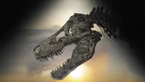 Dinosaur 13 — foto 1