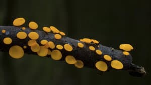 The Kingdom: How Fungi Made Our World — foto 2