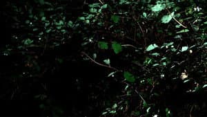 Cyclothymia of a Land — foto 1