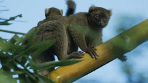 Madagascar: Africa's Galapagos — foto 2