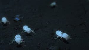 White Ant — foto 1