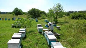 The Honey Bee — foto 3