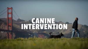Adiestramiento canino — foto 2