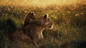 Serengeti - Im Reich der Antilopen — foto 1