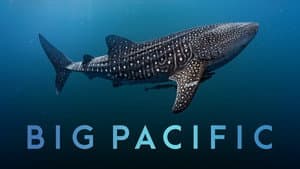 Big Pacific — foto 2