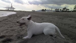 Baxter — foto 3