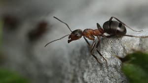 Attenborough and the Empire of the Ants — foto 5