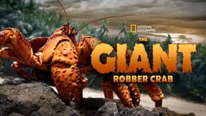 The Giant Robber Crab — foto 2