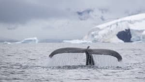 Speechless: The Polar Realm — foto 1