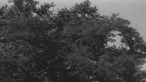 Umřel nám pan Foerster — foto 2