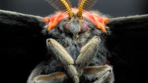 Micro Monsters with David Attenborough — foto 11