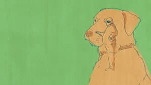 Old Dog — foto 1
