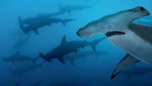 Mega Hammerhead — foto 3