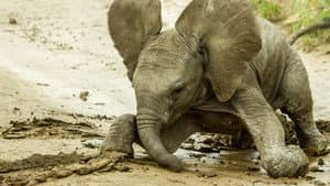Animal Babies: First Year On Earth — foto 2