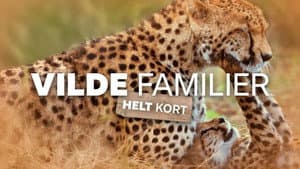 Vilde familier - helt kort — foto 1
