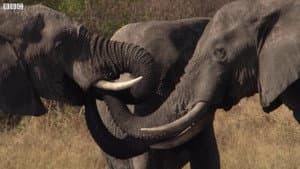 Botswana: Trouble in the Elephant Sanctuary — foto 1