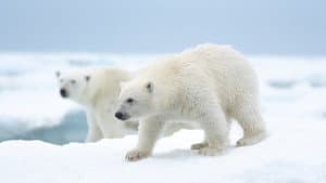 Osa Polar — foto 2