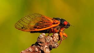 Big Bugs — foto 1
