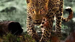 La vida entre leopardos — foto 1