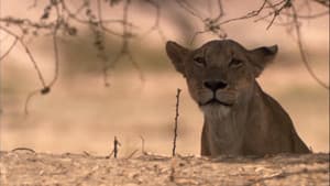Lion Battle Zone — foto 2