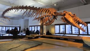 Basilosaurus, la baleine carnivore — foto 1