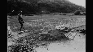 綠色牢籠 — foto 5