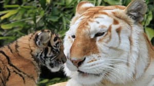The Miracle Tiger — foto 1