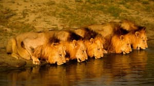 Brothers in Blood: The Lions of Sabi Sand — foto 1