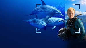 Delfines en primer plano con Bertie Gregory — foto 2
